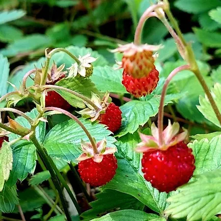 Forrest Style Goscinne Quarto em Acomodações Particulares Varsóvia