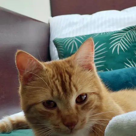 Forrest Style Goscinne * 바르샤바